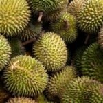 Discovering the Delicacies of Mao Shan Wang Durian